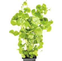 Pupkovník v kvetináči pre akváriá