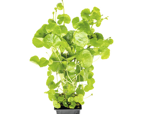 Pupkovník v kvetináči pre akváriá