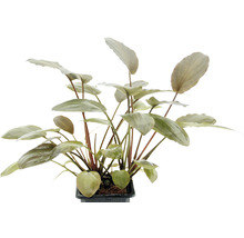 Rastlina kryptokoryne v kvetináči