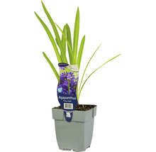 Agapanthus v kvetináči