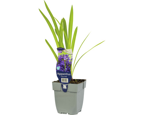 Kalokvet Agapanthus 'Pretty Heidy' výška 5-20 cm kvetináč 0,5 l