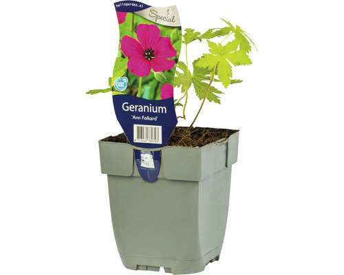 Pakost FloraSelf Geranium hybrid 'Ann Folkard' 5-30 cm kvetináč 0,5 l