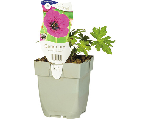 Pakost FloraSelf Geranium hybrid 'Anne Thomson' 5-10 cm kvetináč 0,5 l