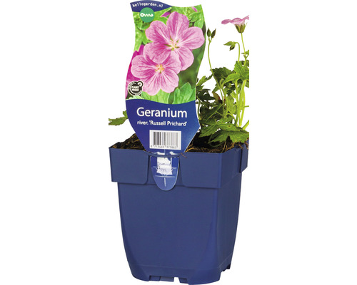Pakost FloraSelf Geranium x riversleaianum 'Russel Prichard' 5-40 cm kvetináč 0,5 l Pakost FloraSelf Geranium x riversleaianum 'Russel Prichard' 5-40 cm kvetináč 0,5 l