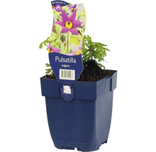 Poniklec nemecký modrý FloraSelf Pulstilla vulgaris 5-20 cm kvetináč 0,5 l