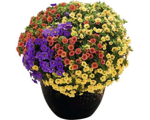 Kvetinový záves s kvitnúcimi Million Bells v rôznych farbách