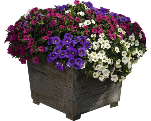 Kvetinové aranžmán s petúniami v drevenom kvetináči