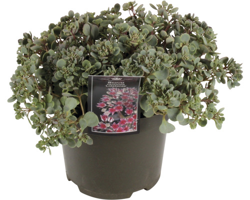 Rozchodník FloraSelf Sedum 'Lidakense' 5-15 cm kvetináč 3 l