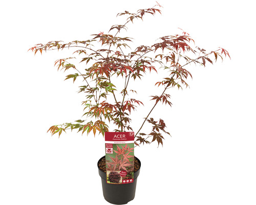 Javor japonský v kvetináči