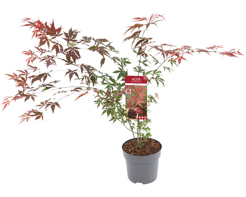 Japonský javor v kvetináči