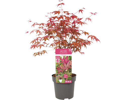 Javor japonský v kvetináči