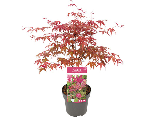 Japonský javor v kvetináči s červenými listami