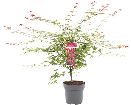 Javor japonský v kvetináči