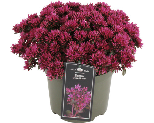 Rozchodník FloraSelf Sedum 'Deep Rose' 5-15 cm kvetináč 3 l