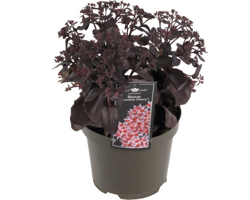 Rozchodník FloraSelf Sedum 'Chocolate Cherry' 5-15 cm kvetináč 3 l