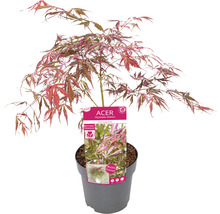 Javor dlanitolistý Acer palmatum 'Extravaganza' 40-50 kvetináč 3 l