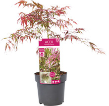 Javor dlanitolistý Acer palmatum 'Extravaganza' 40-50 kvetináč 3 l