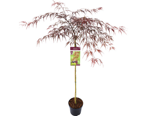 Javor japonský v kvetináči