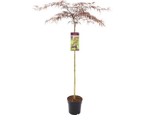 Japonský javor v kvetináči