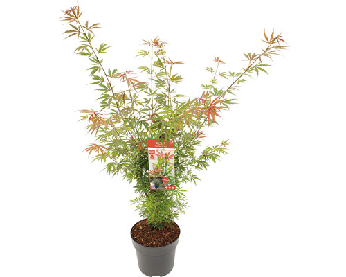 Javor dlanitolistý Acer palmatum 'Jerre Schwartz' výška 80-100 cm kvetináč 10 l