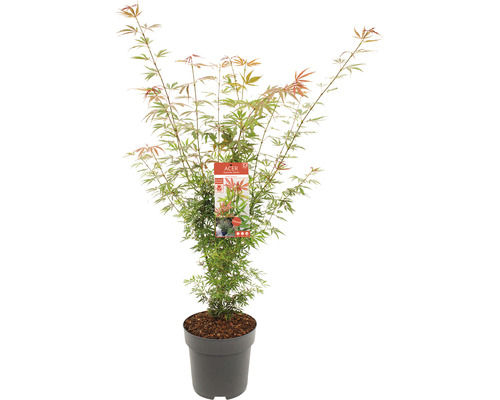 Javor japonský v kvetináči