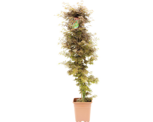 Javor dlanitolistý Acer palmatum 'Jerre Schwartz' výška 130-140 cm kvetináč 14 l