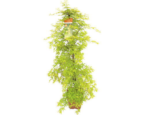 Javor dlanitolistý Acer palmatum 'Katsura' výška 130-140 kvetináč 14 l