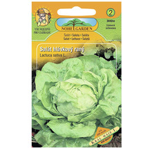 Balenie semien hlávkového šalátu