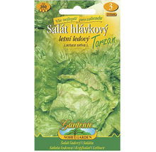 Šalát hlávkový ľadový Tarzan, balenie semien
