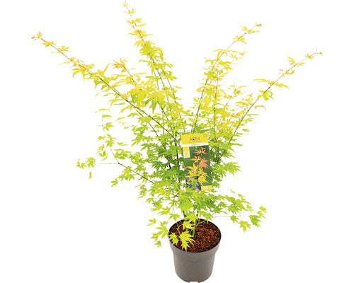 Javor dlanitolistý oranžový Acer palmatum 'Orange Dream' výška 80-100 cm kvetináč 10 l