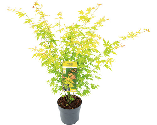 Javor dlanitolistý oranžový Acer palmatum 'Orange Dream' výška 60-80 cm kvetináč 6,5 l