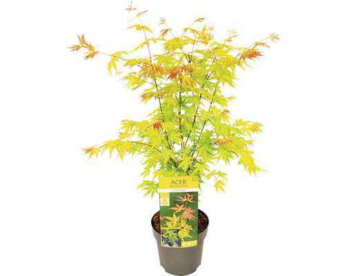 Japonský javor v kvetináči