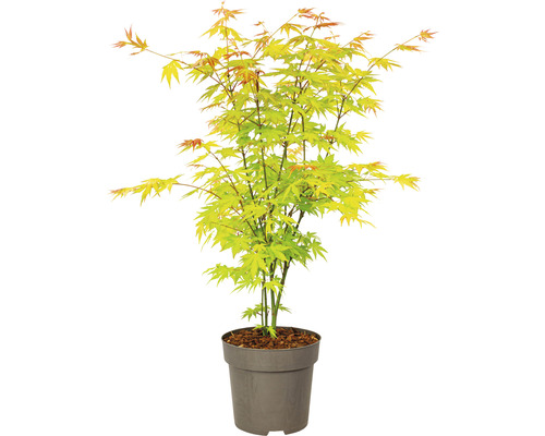 Javor japonský v kvetináči