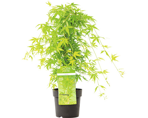 Javor japonský ''Green Carpet'' v kvetináči