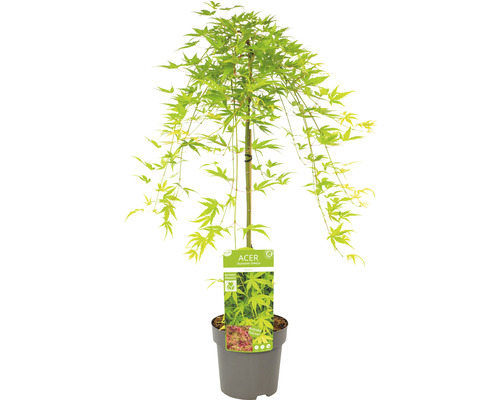 Javor japonský v kvetináči