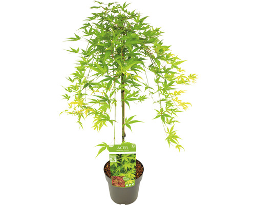 Javor japonský v kvetináči so zelenými listami.