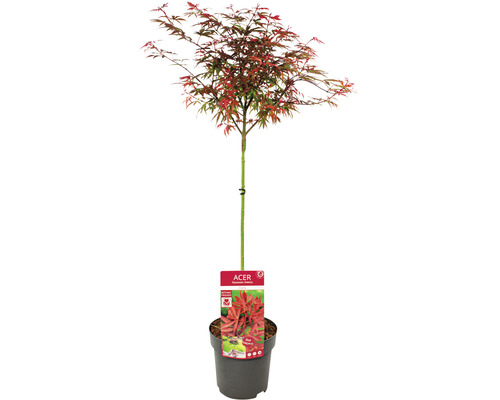 Javor dlanitolistý Acer palmatum 'Shaina' polokmeň 40 cm kvetináč 3 l