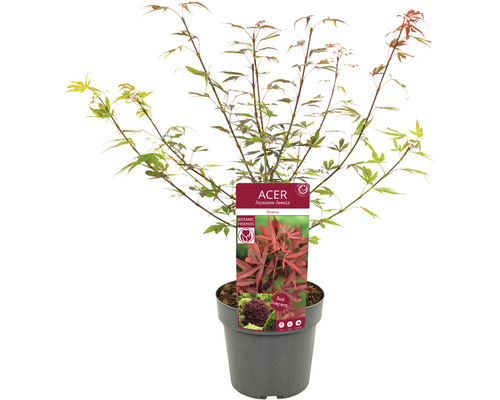 Javor japonský v kvetináči