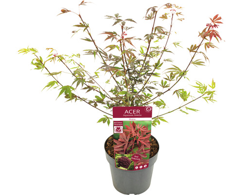 Japonský javor v kvetináči
