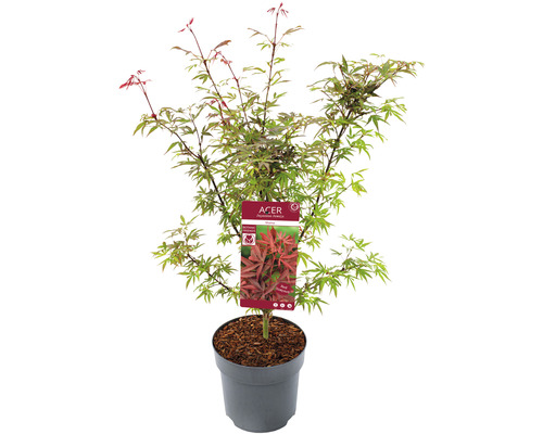 Javor dlanitolistý Acer palmatum 'Shaina' výška 60-80 cm kvetináč 6,5 l