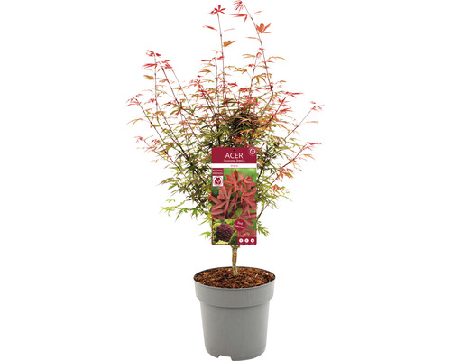 Japonský javor v kvetináči