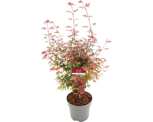 Javor dlanitolistý Acer palmatum 'Shaina' 80-100 cm kvetináč 10 l