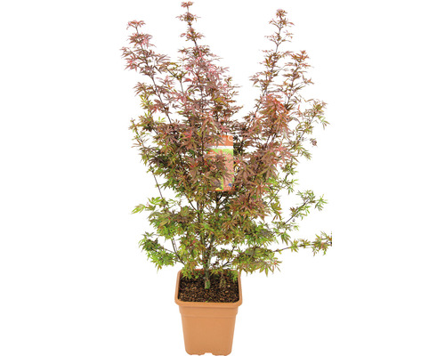 Javor dlanitolistý Acer palmatum 'Shaina' výška 80-100 cm hranatý kvetináč 14 l