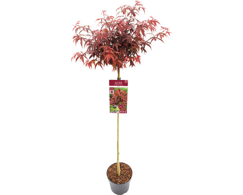 Javor dlanitolistý Acer palmatum 'Shaina' polokmeň 90 cm kvetináč 6,5 l