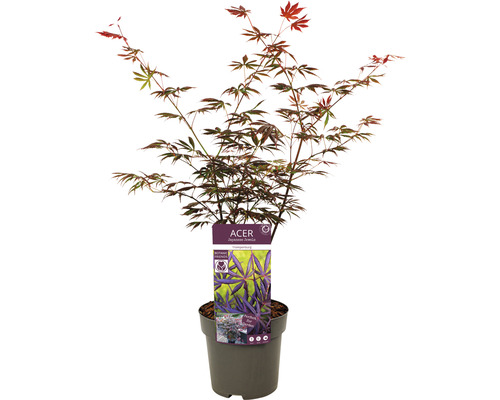 Javor japonský v kvetináči