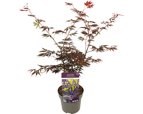 Javor japonský v kvetináči