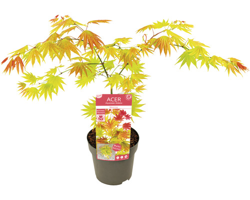 Japonský javor v kvetináči s etiketou odrody