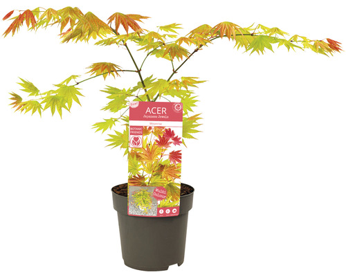 Javor japonský v kvetináči