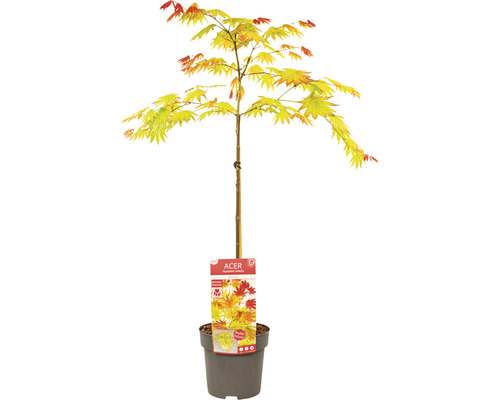 Javor japonský v kvetináči