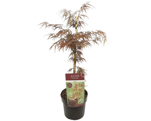 Javor dlanitolistý tmavočervený Acer palmatum 'Garnet' 50-60 cm kvetináč 3 l